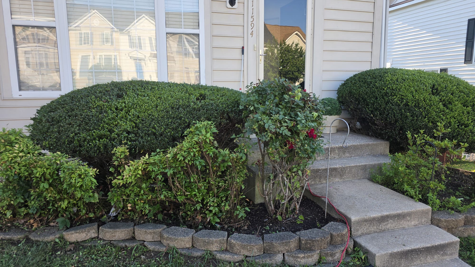 Overgrown hedges before trimming service by VanGo in Northern Virginia